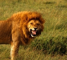 Roaring maned lion on the savanna